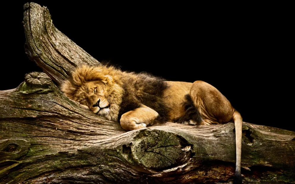 До чого сниться лев: що означає сон, тлумачення