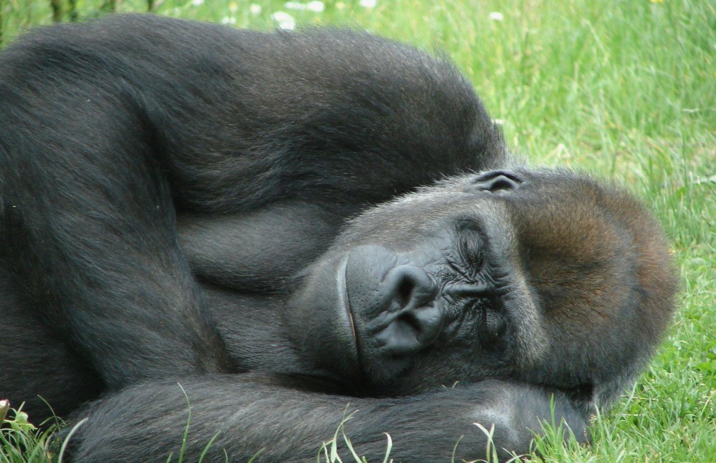 До чого сниться мавпа: що означає сон, тлумачення