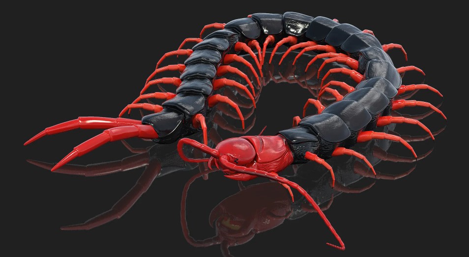 До чого сниться сколопендра