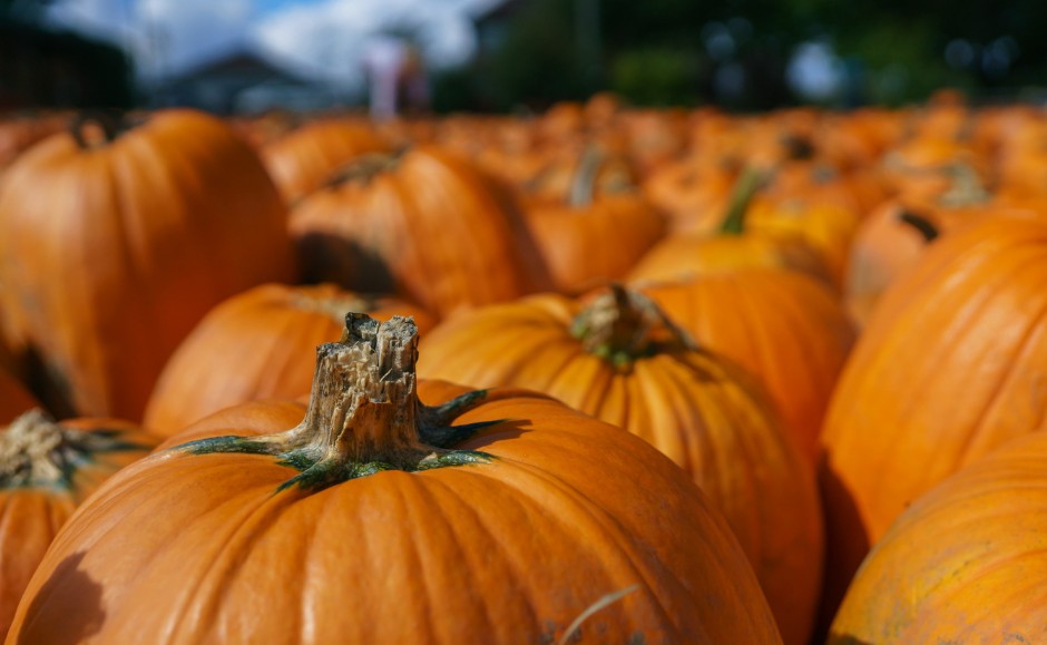 До чого сниться гарбуз: що означає сон, тлумачення